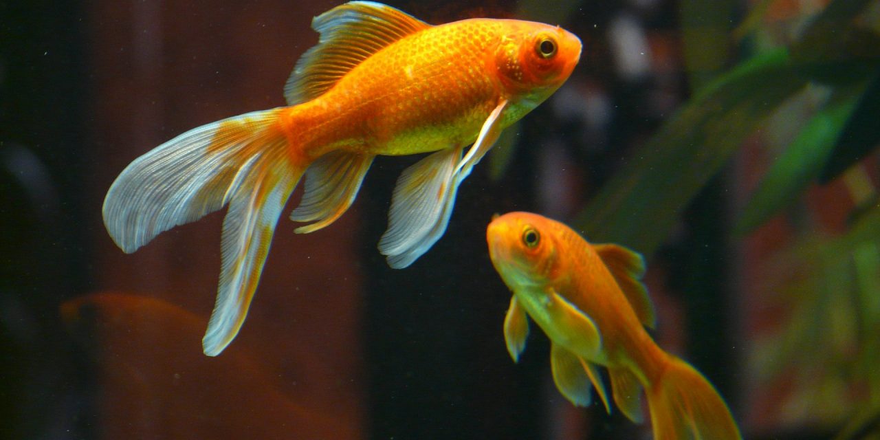 Quelles sont les étapes de reproduction du poisson rouge ?