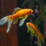 Quelles sont les étapes de reproduction du poisson rouge ?