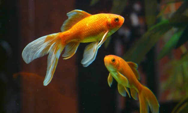 Quelles sont les étapes de reproduction du poisson rouge ?