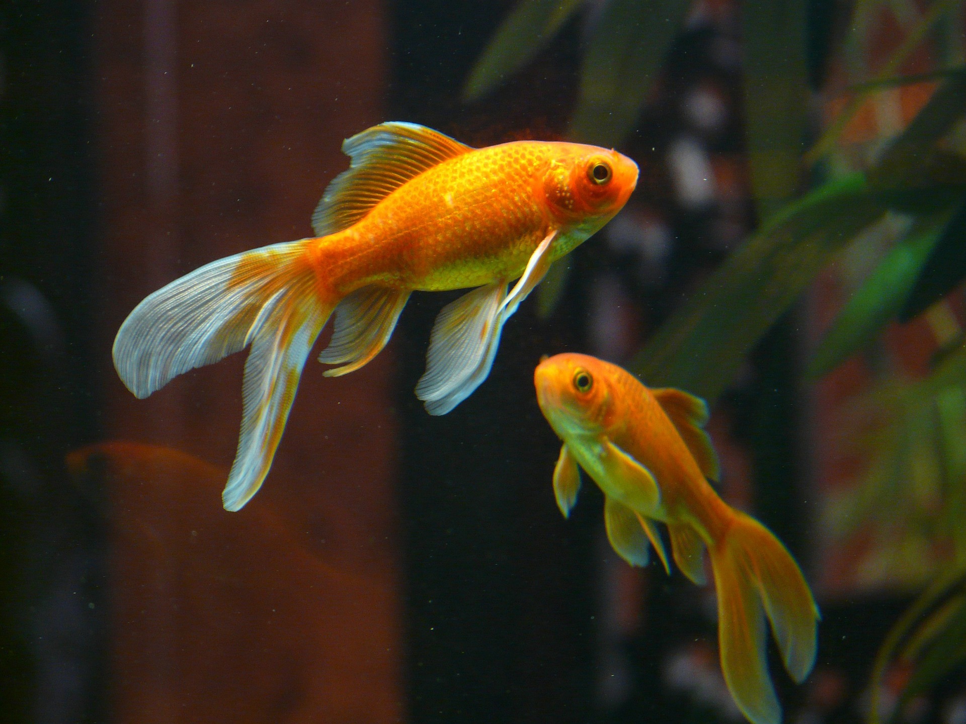Quelles sont les étapes de reproduction du poisson rouge ? Console Life